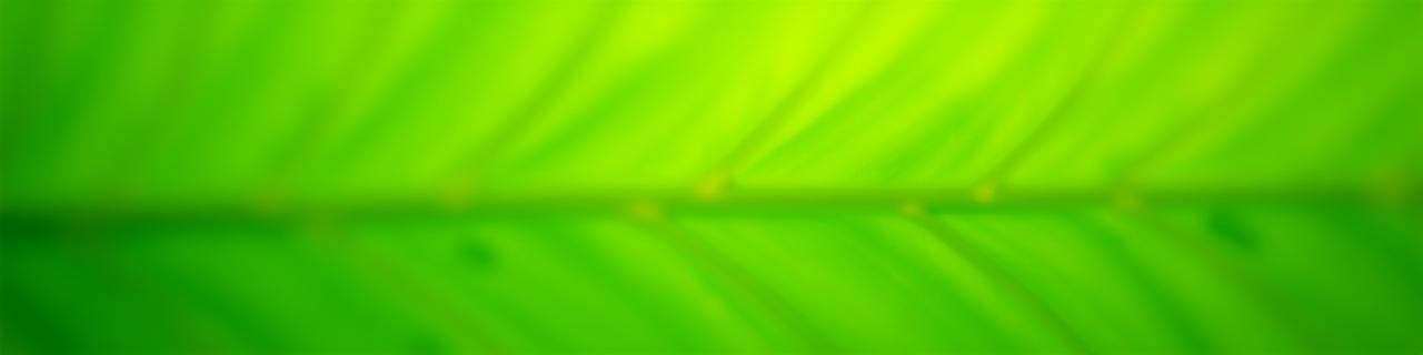 Leaf texture symbolising sustainability